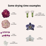 RapidDry Flower Pressing Boards